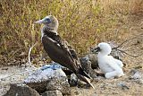 Blue-footed Booby